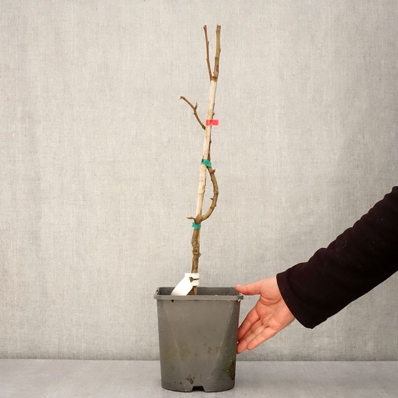 Example of Zwergbirnbaum Fruit Me Pear Me Williams Bon-Chrétien - Pyrus communis Topf mit 4L/5L, Zwergform as you get in printemps