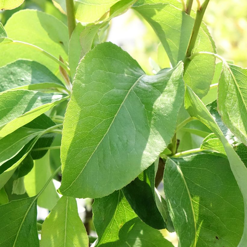 Zwergbirnbaum Fruit Me Pear Me Williams Bon-Chrétien - Pyrus communis (Foliage)