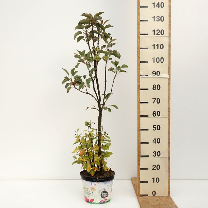 Exemplar von Zwergbirnbaum Garden Pearl - Pyrus communis Topf mit 6L/7L, Zwergform wie im Herbst geliefert