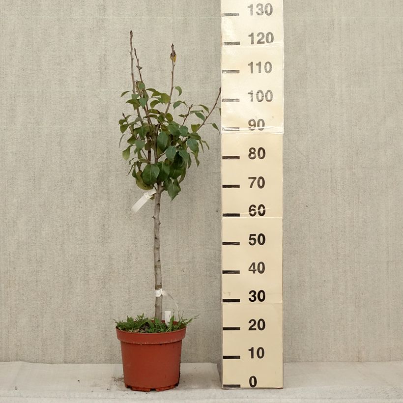 Example of Birnbaum General Leclerc - Pyrus communis Topf mit 7,5L/10L, Gobelet-Form as you get in automne
