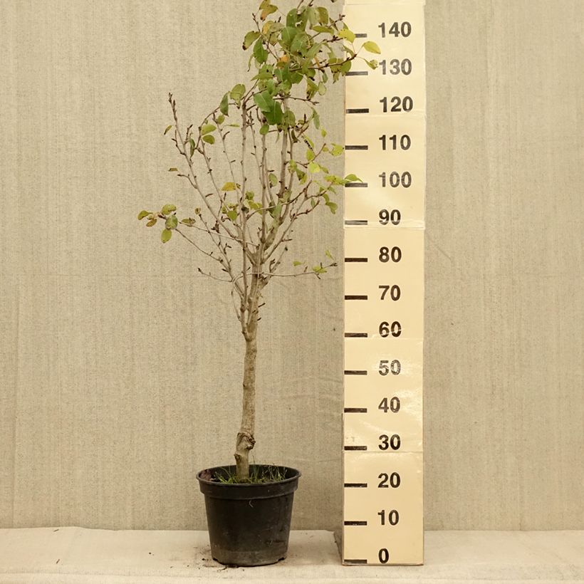 Example of Birnbaum Jeanne d’Arc - Pyrus communis Topf mit 7,5L/10L, Gobelet-Form as you get in automne