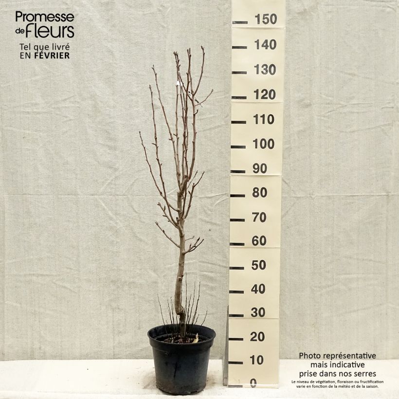 Exemplar von Birnbaum Jeanne d’Arc - Pyrus communis Topf mit 7,5L/10L, Gobelet-Form wie im Winter geliefert