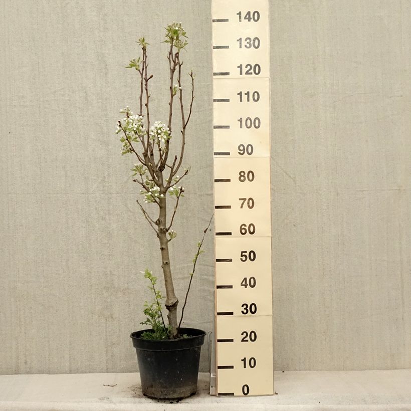 Exemplar von Birnbaum Jeanne d’Arc - Pyrus communis Topf mit 7,5L/10L, Gobelet-Form wie im Frühjahr geliefert