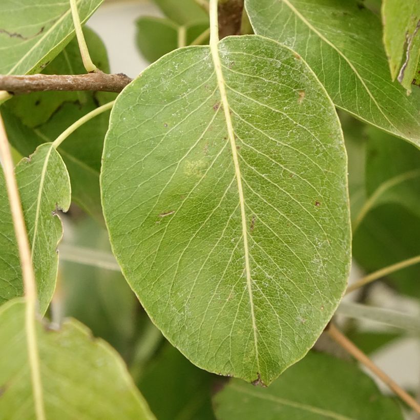 Birnbaum Jeanne d’Arc - Pyrus communis (Foliage)