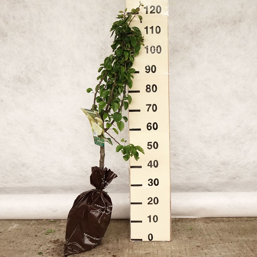 Exemplar von Birnbaum Sucrée de Montluçon - Pyrus communis Plug "Fertig-zum-Pflanzen", Gobelet-Form wie im Frühjahr geliefert