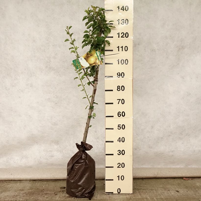 Exemplar von Birnbaum Super Comice Delbard 'Delbias' - Pyrus communis Plug "Fertig-zum-Pflanzen", Gobelet-Form wie im Sommer geliefert