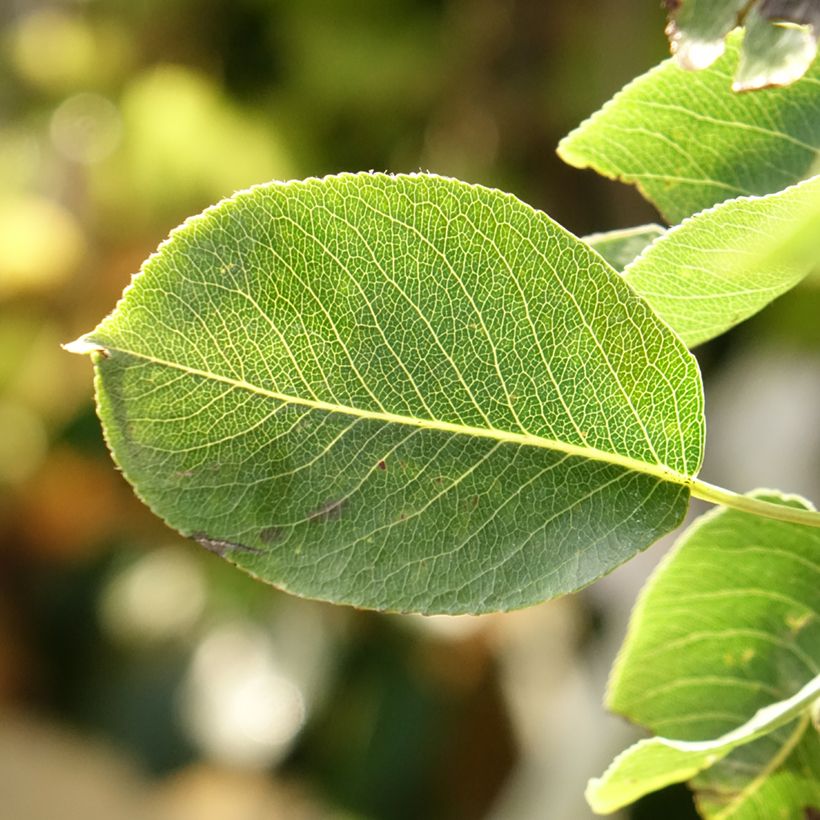 Birnbaum Super Comice Delbard 'Delbias' - Pyrus communis (Foliage)