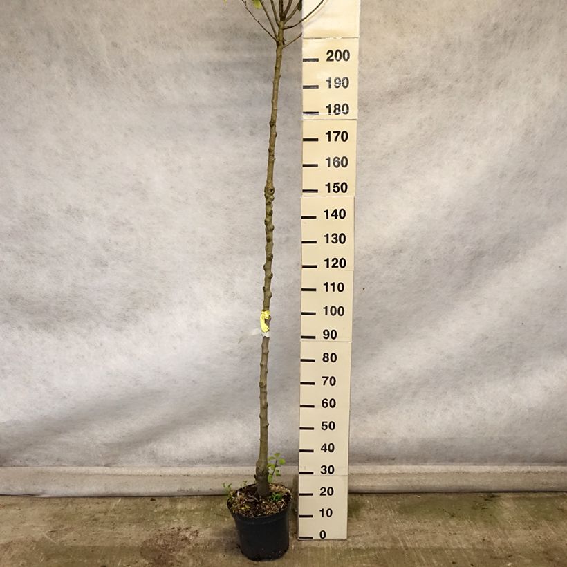 Example of Birnbaum Triomphe de Vienne - Pyrus communis Topf mit 7,5L/10L, Hochstamm as you get in automne