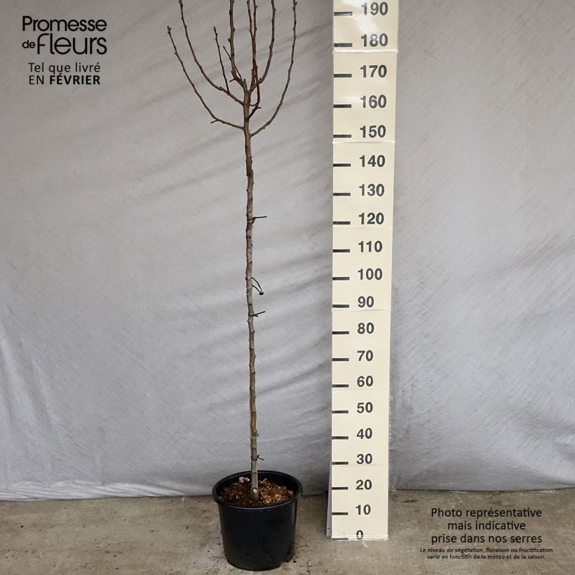 Exemplar von Birnbaum Williams - Pyrus communis Topf mit 7,5L/10L, Halbstamm wie im Winter geliefert