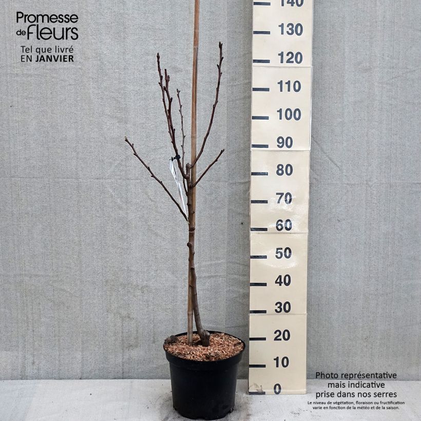 Exemplar von Birnbaum Williams - Pyrus communis Topf mit 7,5L/10L, Gobelet-Form wie im Winter geliefert