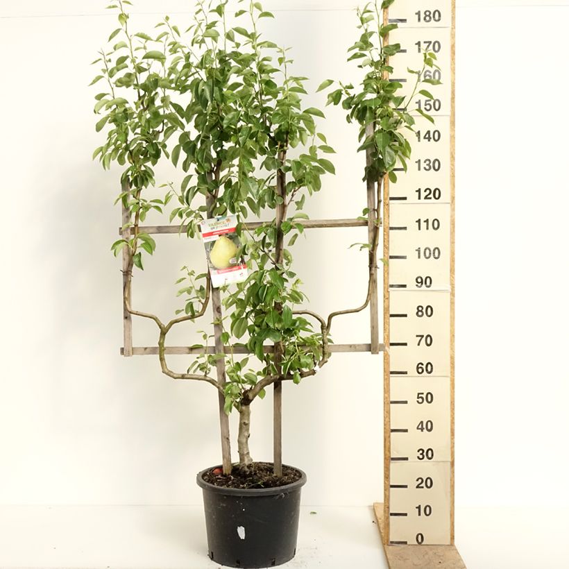 Exemplar von Zwergbirnbaum William's - Doppel-U Palmette wie im Frühjahr geliefert