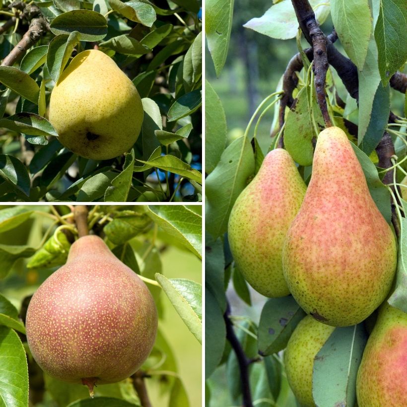 Birnbäume Trio Mix - Pyrus communis (Harvest)