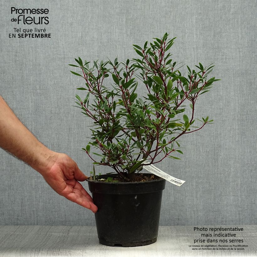 Example of Drimys aromatica - Tasmanischer Bergpfeffer Topf mit 4L/5L as you get in automne
