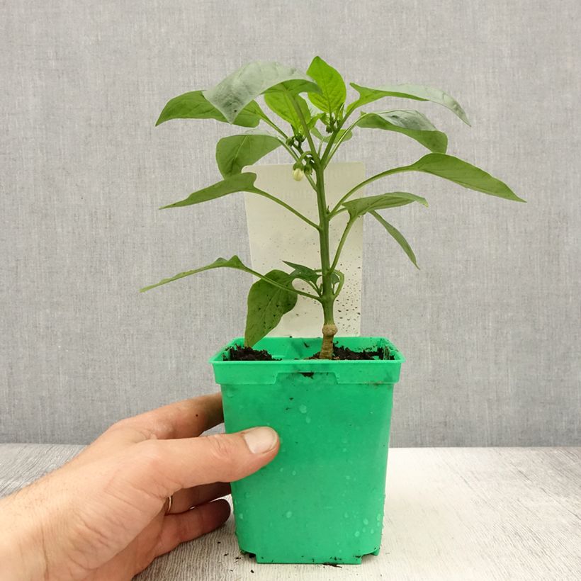 Example of Paprika Velvet F1 (Veredelt) Topf 10 cm/11cm as you get in printemps