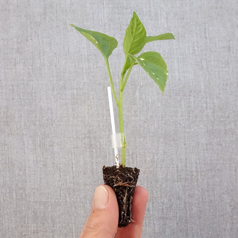 Example of Paprika Jericho F1 (Veredelt) Mini-Plug Ø 3/4 cm as you get in printemps