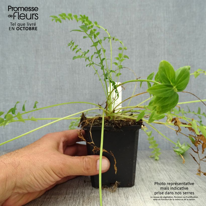 Example of Polemonium caeruleum Album - Jakobsleiter Kleine Töpfe von 8/9 cm as you get in automne