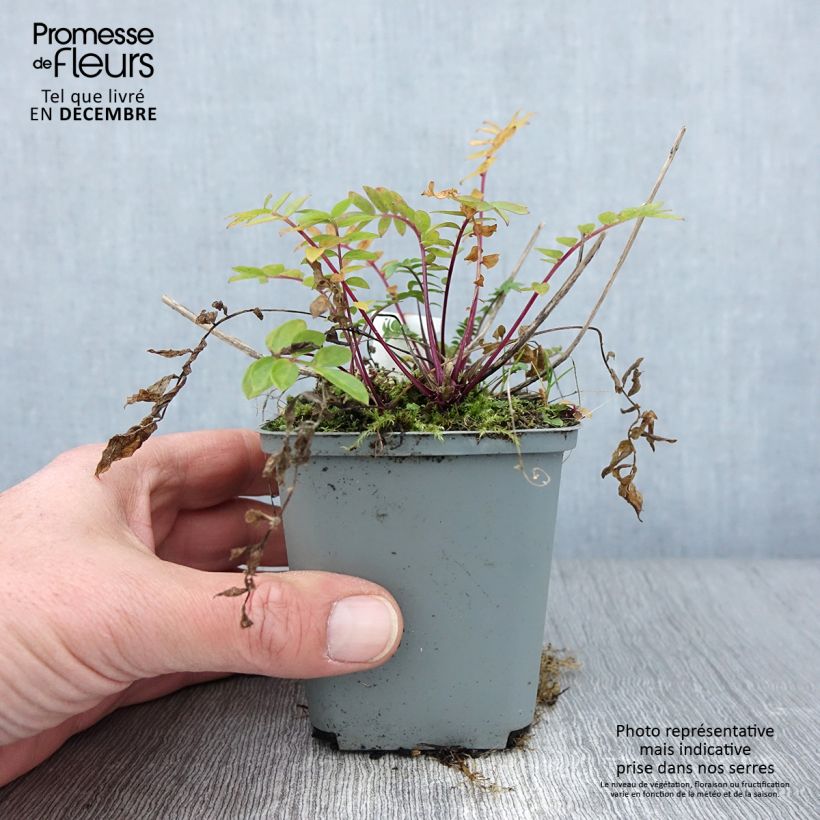 Example of Polemonium caeruleum Lambrook Mauve - Jakobsleiter Kleine Töpfe von 8/9 cm as you get in automne