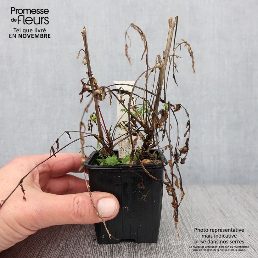 Example of Polemonium carneum Apricot Delight - Jakobsleiter Kleine Töpfe von 8/9 cm as you get in automne