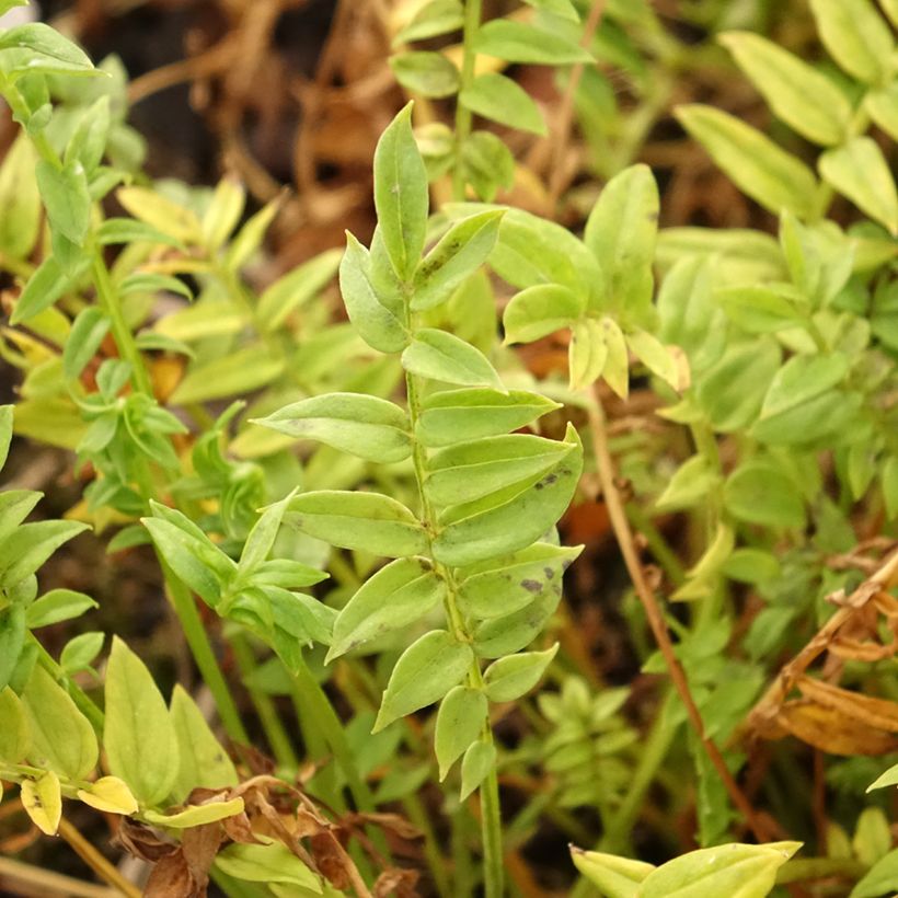 Polemonium yezoense Halfway to Paradise - Jakobsleiter (Foliage)