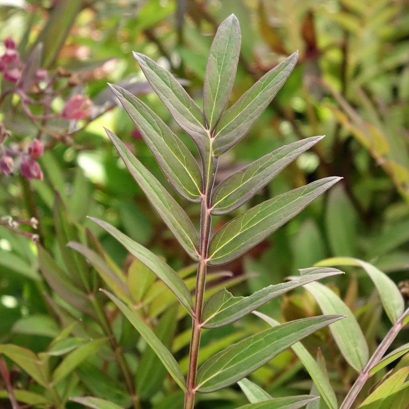 Polemonium Heaven Scent - Jakobsleiter (Foliage)