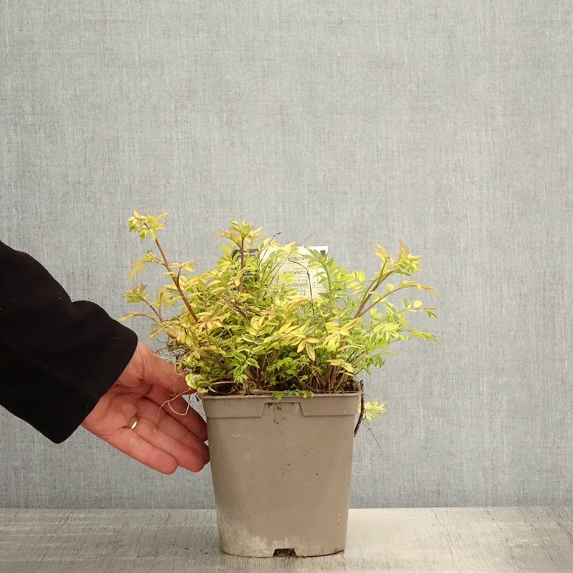 Exemplar von Polemonium pulcherrimum Golden Feathers - Jakobsleiter Topf mit 2L/3L wie im Frühjahr geliefert