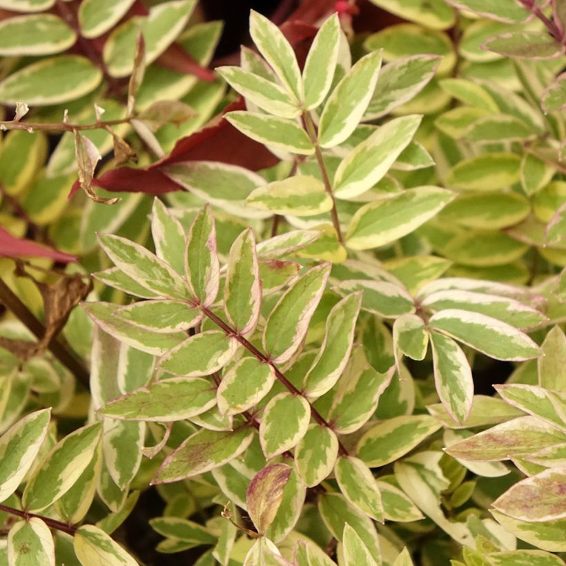Polemonium pulcherrimum Golden Feathers - Jakobsleiter (Foliage)