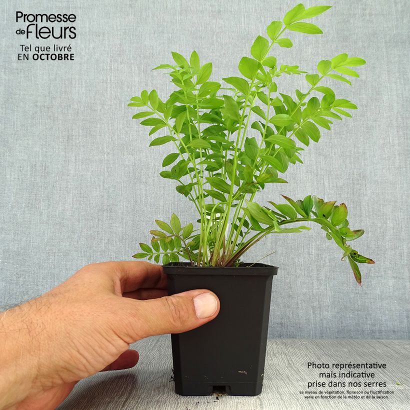 Example of Polemonium reptans Blue Pearl - Jakobsleiter Kleine Töpfe von 8/9 cm as you get in automne