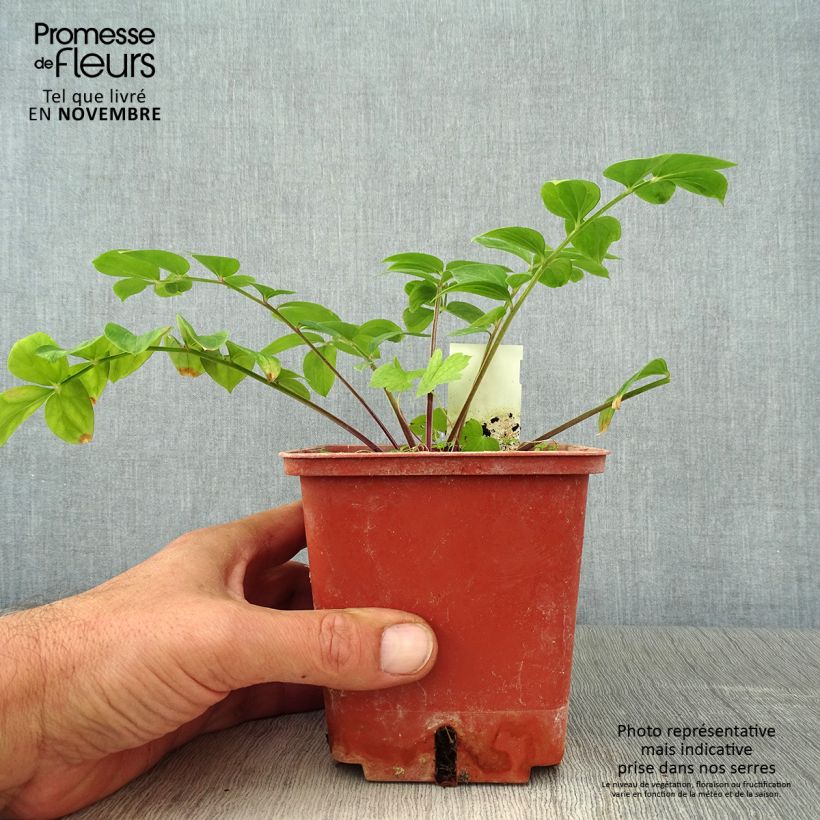 Example of Polemonium reptans Stairway to Heaven - Jakobsleiter Topf mit 1L/1,5L as you get in automne