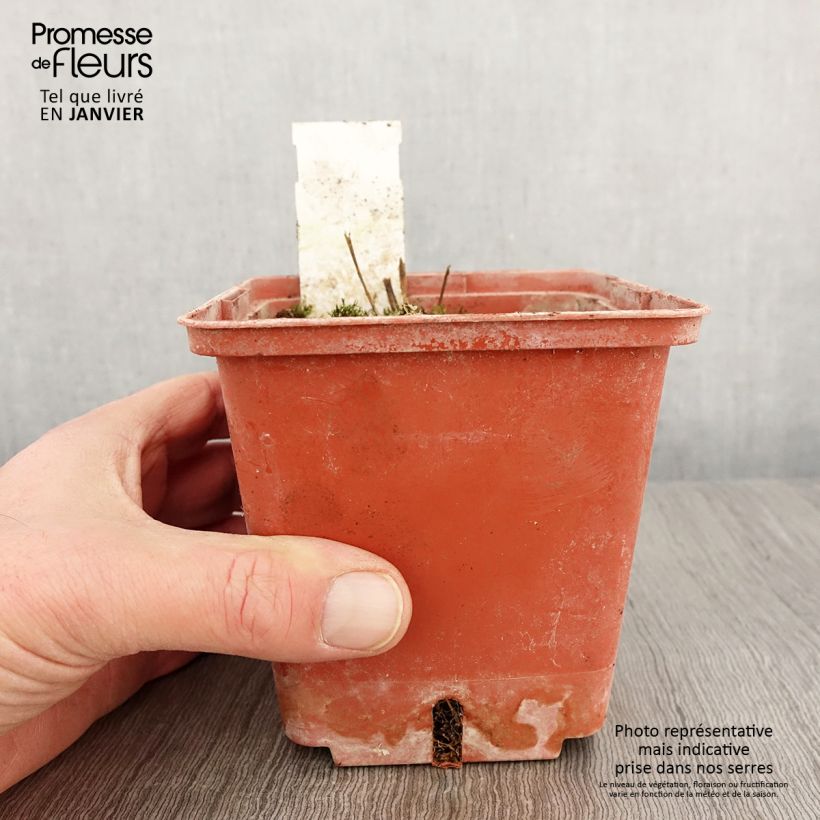 Exemplar von Polemonium reptans Stairway to Heaven - Jakobsleiter Topf mit 1L/1,5L wie im Winter geliefert