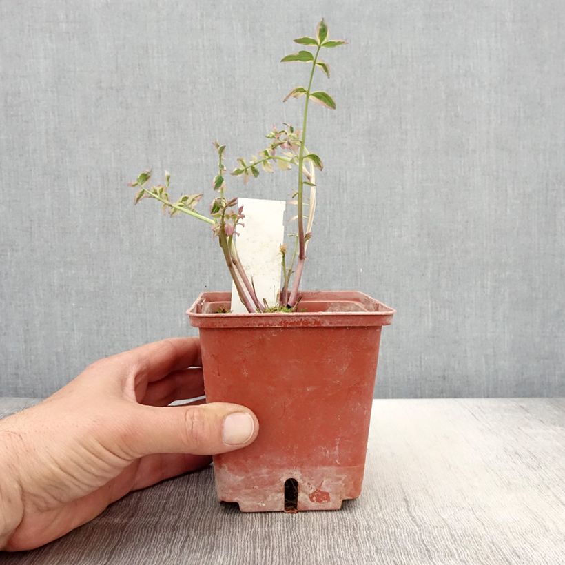 Exemplar von Polemonium reptans Stairway to Heaven - Jakobsleiter Topf mit 1L/1,5L wie im Frühjahr geliefert