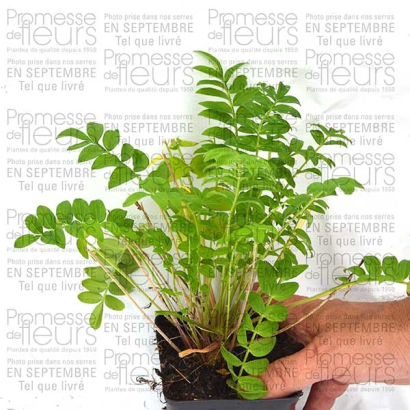 Example of Polemonium Sonia's Bluebell - Jakobsleiter Kleine Töpfe von 8/9 cm as you get