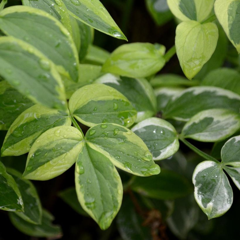 Polemonium reptans Stairway to Heaven - Jakobsleiter (Foliage)