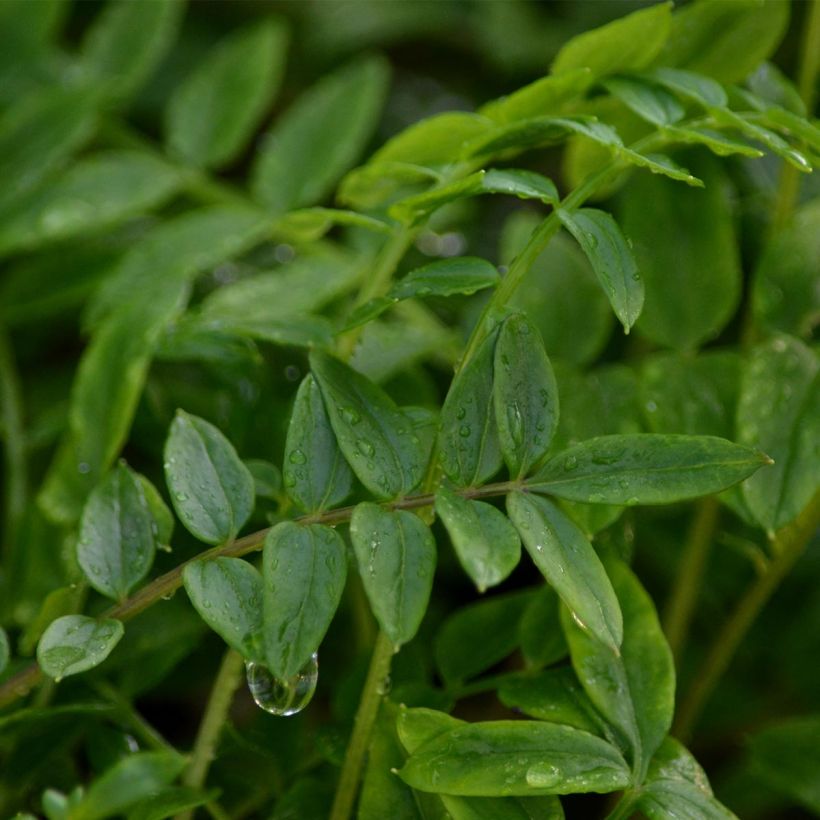 Polemonium Bressingham Purple - Jakobsleiter (Foliage)