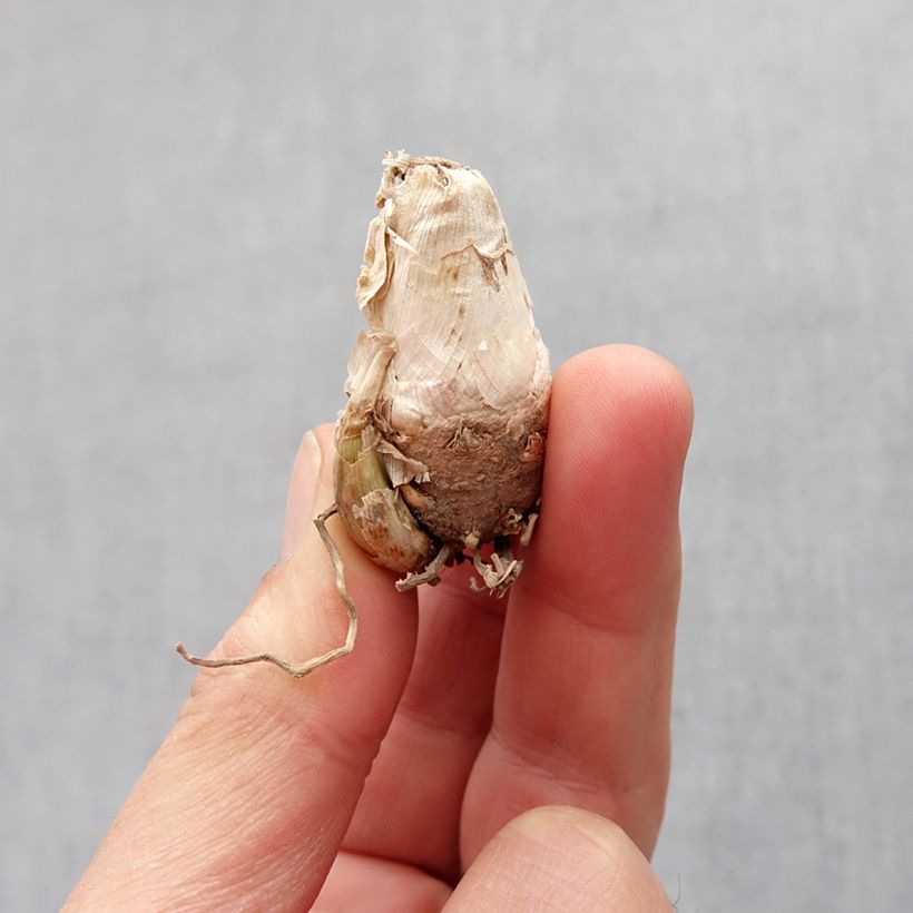 Example of Polyanthes tuberosa Pink Sapphire - Tuberose Zwiebel size 10+ as you get in printemps