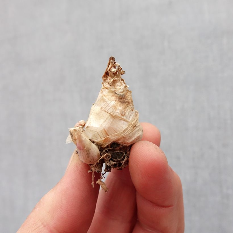 Example of Polyanthes tuberosa Super Gold - Tuberose Zwiebel size 10+ as you get in printemps