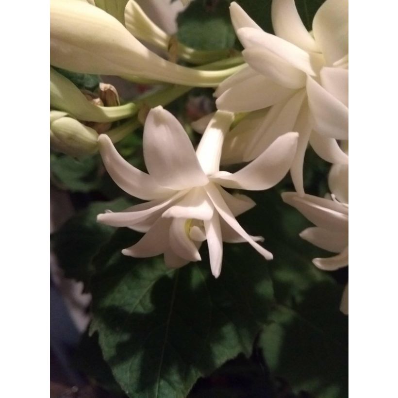 Polyanthes tuberosa The Pearl - Tuberose (Flowering)