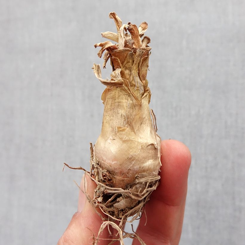 Example of Polyanthes tuberosa The Pearl - Tuberose Zwiebel size 12+ as you get in printemps