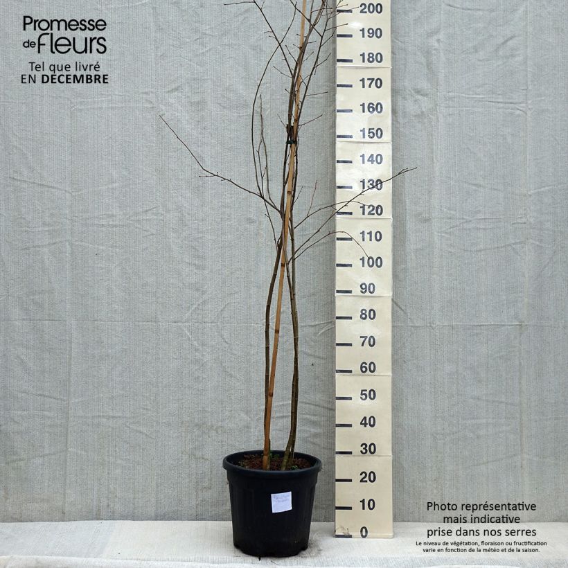 Exemplar von Poliothyrsis sinensis - Poliothyrsis Topf mit 20L/25L wie im Winter geliefert