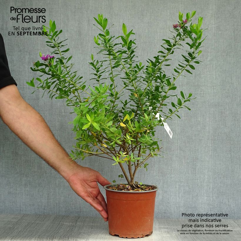 Example of Polygala myrtifolia - Kreuzblume Topf mit 2L/3L as you get in automne
