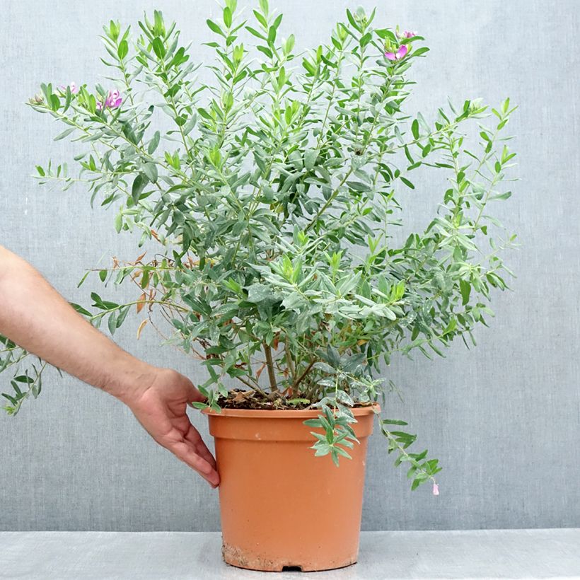 Example of Polygala myrtifolia - Kreuzblume Topf mit 7,5L/10L as you get in ete