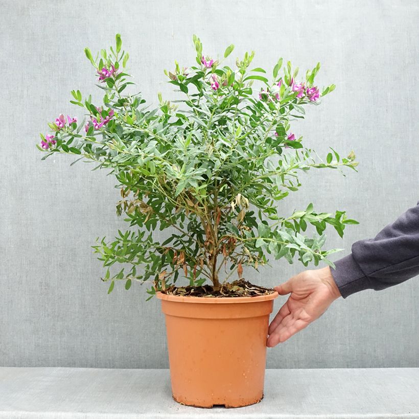 Exemplar von Polygala myrtifolia - Kreuzblume Topf mit 7,5L/10L wie im Frühjahr geliefert