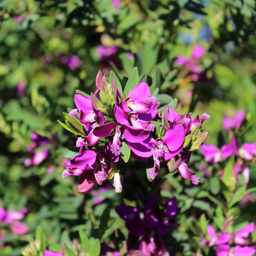 Polygala myrtifolia - Kreuzblume (Blüte)
