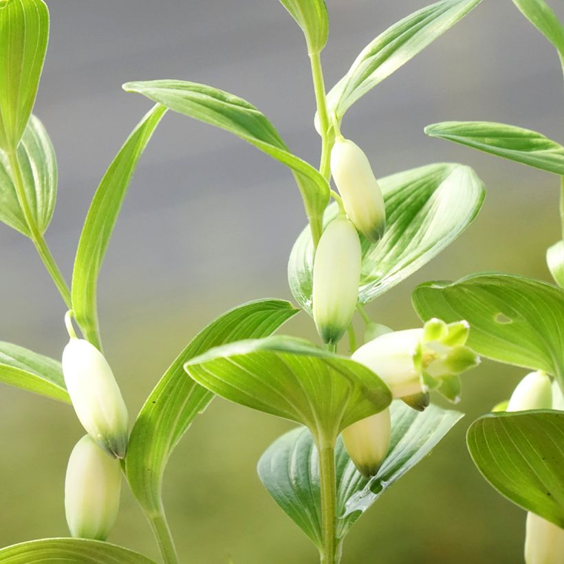 Polygonatum humile - Weißwurz (Flowering)