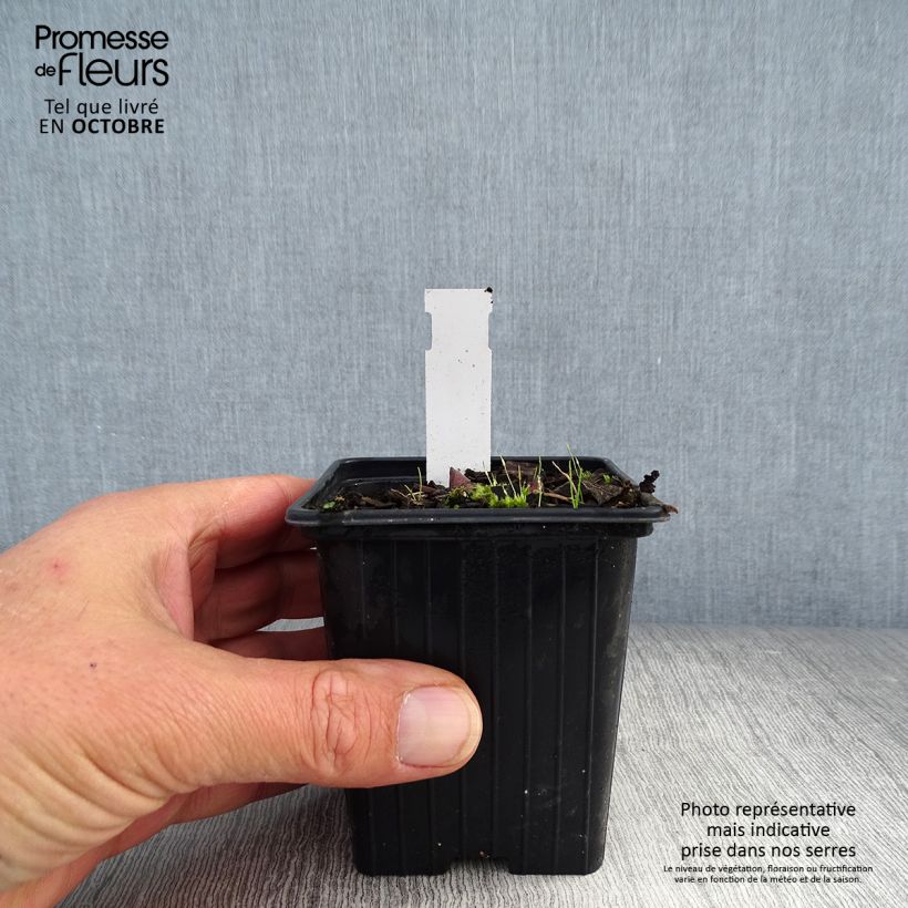 Example of Polygonatum Weihenstephan - Weißwurz Kleine Töpfe von 8/9 cm as you get in automne