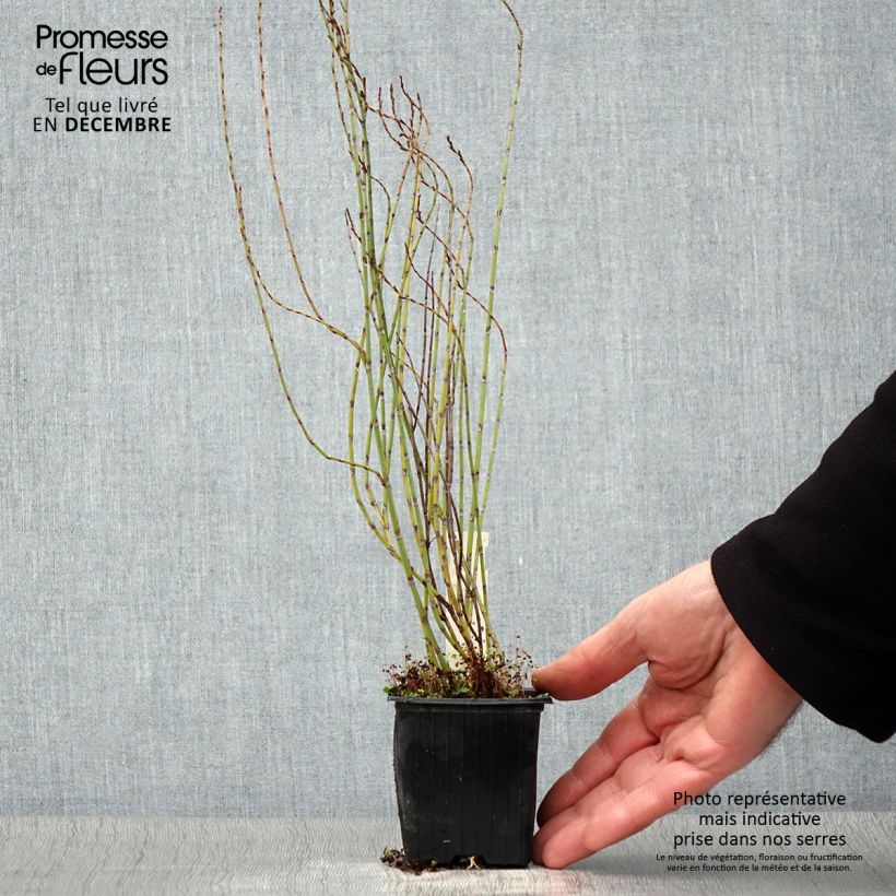 Example of Polygonum scoparium - Knöteriche Kleine Töpfe von 8/9 cm as you get in automne