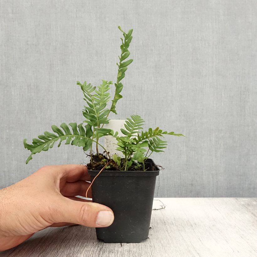 Example of Polypodium vulgare Bifido Multifidum - Tüpfelfarn Kleine Töpfe von 8/9 cm as you get in automne