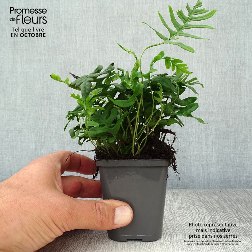 Example of Polypodium vulgare - Tüpfelfarn Kleine Töpfe von 8/9 cm as you get in automne