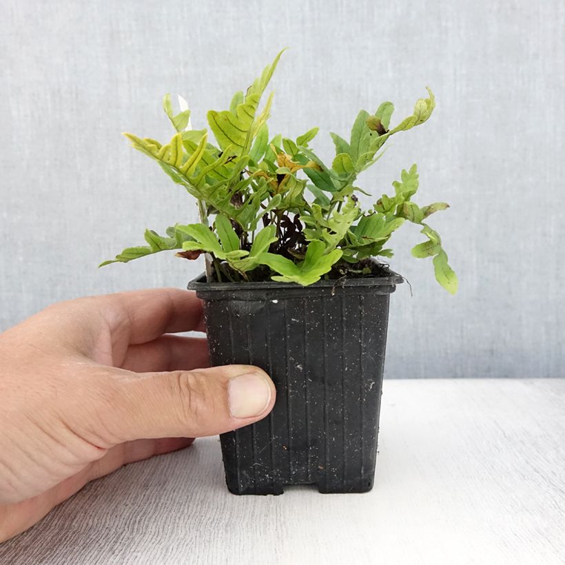 Example of Polypodium cambricum Whitley Giant - Tüpfelfarn Kleine Töpfe von 8/9 cm as you get in ete