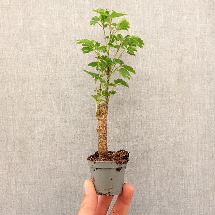 Example of Polyscias balfouriana Butterfly - Fiederaralie Mini-plante as you get in printemps