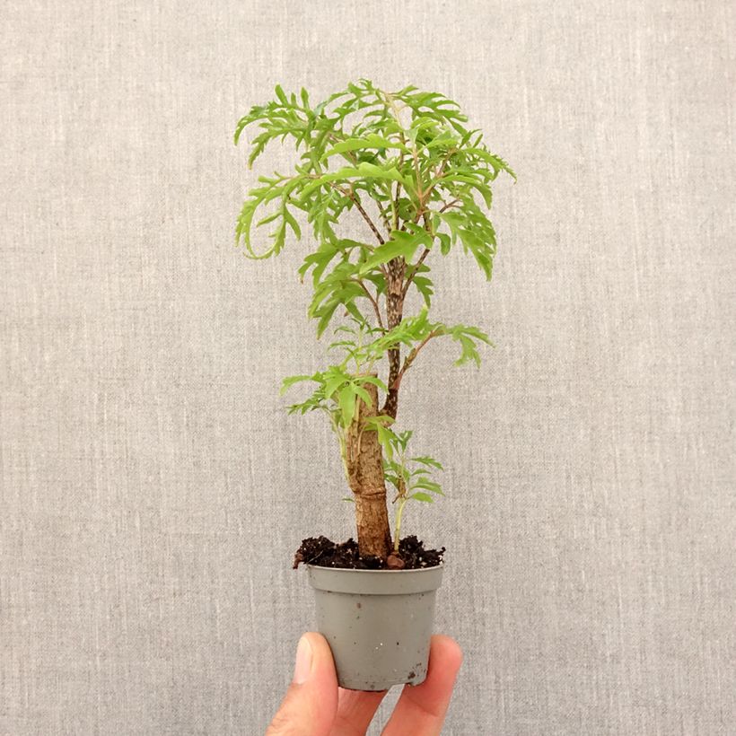 Example of Polyscias filicifolia - Fiederaralie Mini-plante as you get in printemps